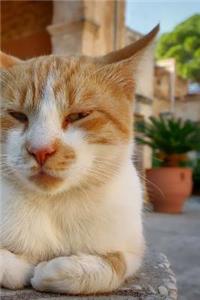 Crete Cats Notebook