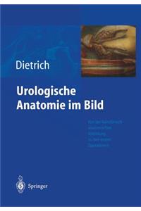 Urologische Anatomie Im Bild