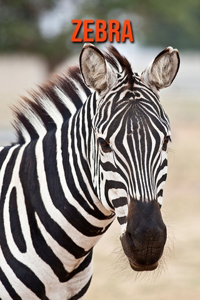 Zebra