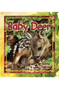 Baby Deer