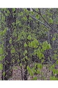 School Composition Book Spring Forest Trees New Leaves