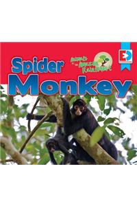 Animals of the Amazon Rainforest: Spider Monkey