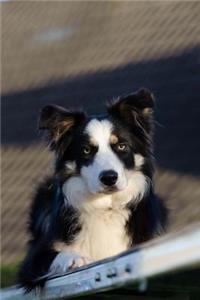 Tri-Colored Border Collie Dog Journal
