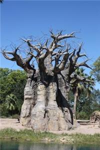 Baobab Trees in Madagascar Journal