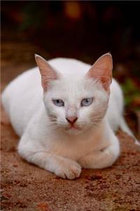 Cat Just Might Accept Being Petted ... For Now Journal