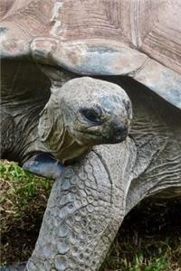 So Awesome Tortoise Portrait Journal