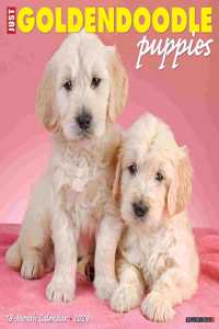 Just Goldendoodle Puppies 2024 12 X 12 Wall Calendar