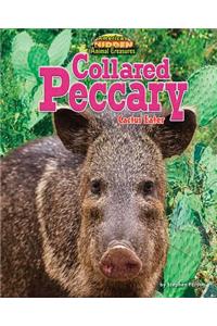 Collared Peccary