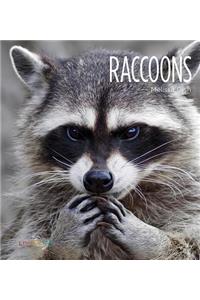 Raccoons