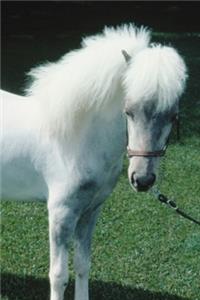 2020 Daily Planner Horse Photo Equine Poofy White Pony 388 Pages