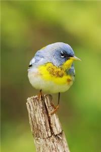 Northern Parula (Parula Americana) Bird Journal
