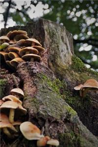 Searching for Mushrooms in the Forest Journal