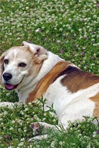Beagle Resting in a White Flower Bed Journal