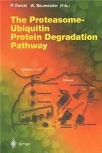 Proteasome -- Ubiquitin Protein Degradation Pathway