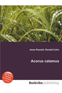 Acorus Calamus