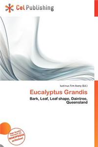 Eucalyptus Grandis