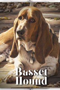 Basset Hound