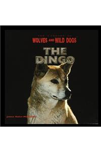 Dingo