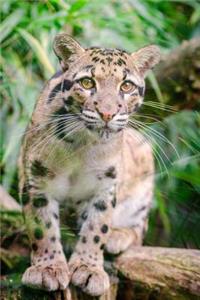 Clouded Leopard Big Cat Animal Journal