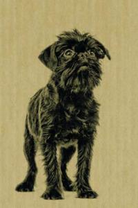 Brussels Griffon