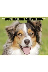 Just Australian Shepherds