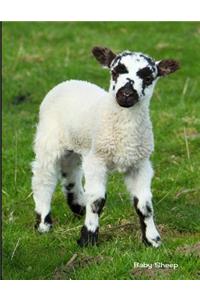 Baby Sheep