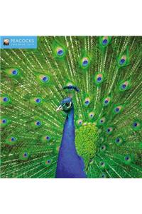 Peacocks Wall Calendar 2019 (Art Calendar)