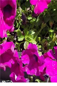 Beautiful Summer Geraniums Journal