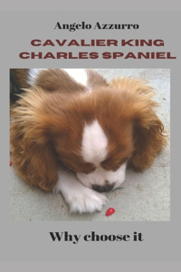 Cavalier King Charles Spaniel