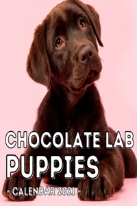 Chocolate Lab Puppies Calendar 2021
