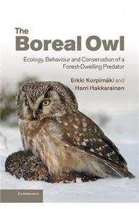 Boreal Owl