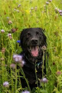 A Sweet Happy Black Labrador Retriever in a Field Pet Journal