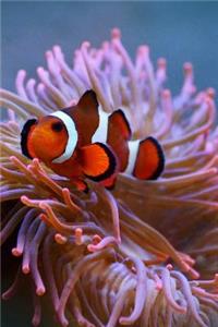 A Clown Fish and her Sea Anemone Journal