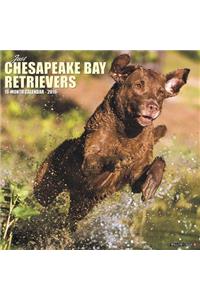 Just Chesapeake Bay Retrievers 2019 Wall Calendar (Dog Breed Calendar)