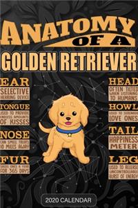 Anatomy Of A Golden Retriever