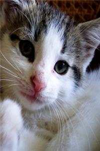 2020 Weekly Planner Cute Kitten 134 Pages