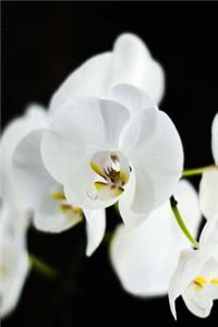 Brilliant White Orchid on a Black Background Journal