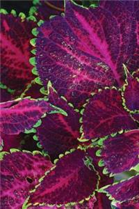Purple Coleus Journal