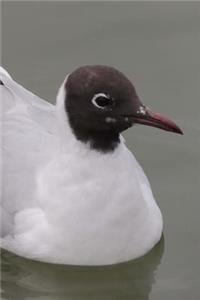 Bonaparte's Gull Journal (Larus Philadelphia)