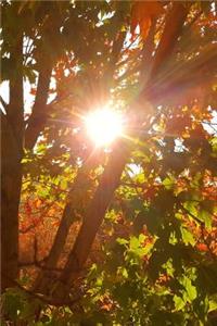 2019 Weekly Planner Sunrise Through Autumn Colored Tree 134 Pages