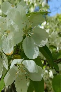 2019 Weekly Planner Springtime Flowering Trees 134 Pages
