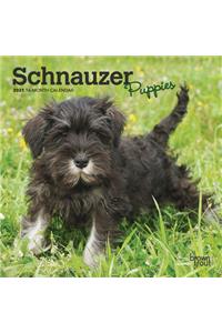 Schnauzer Puppies 2021 Mini 7x7