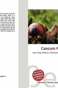 Caecum Pulchellum