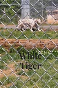 White Tiger