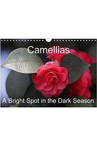 Camellias A Bright Spot in the Dark Season 2018