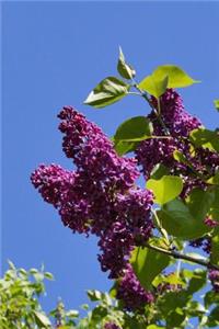 Lilac Bush Flowering Plant Journal
