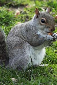 Squirrel Journal