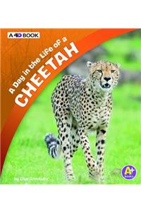 Day in the Life of a Cheetah