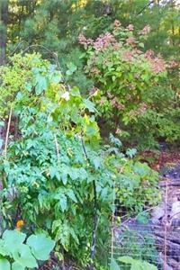 Journal Summer Backyard Garden Forest Background