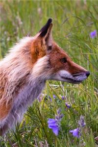 Fox in the Flowers